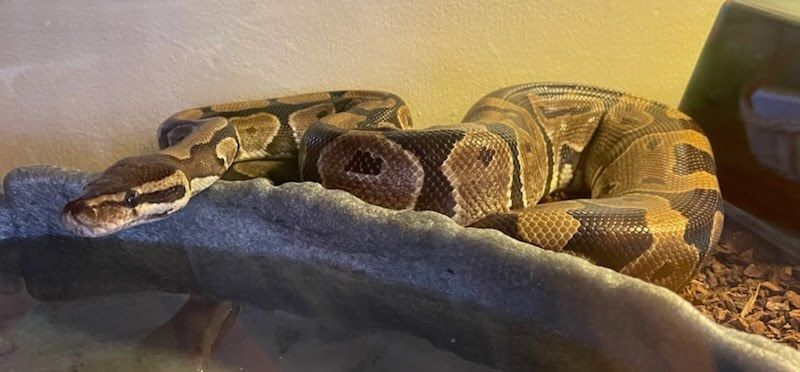 Enlarge Sand Dollar Reeses #6343, a Adoptable Ball Python in Vista, CA image 4/12