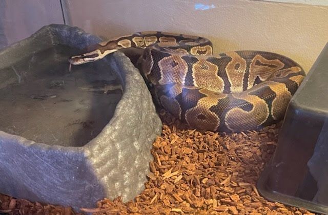 Enlarge Sand Dollar Reeses #6343, a Adoptable Ball Python in Vista, CA image 5/12