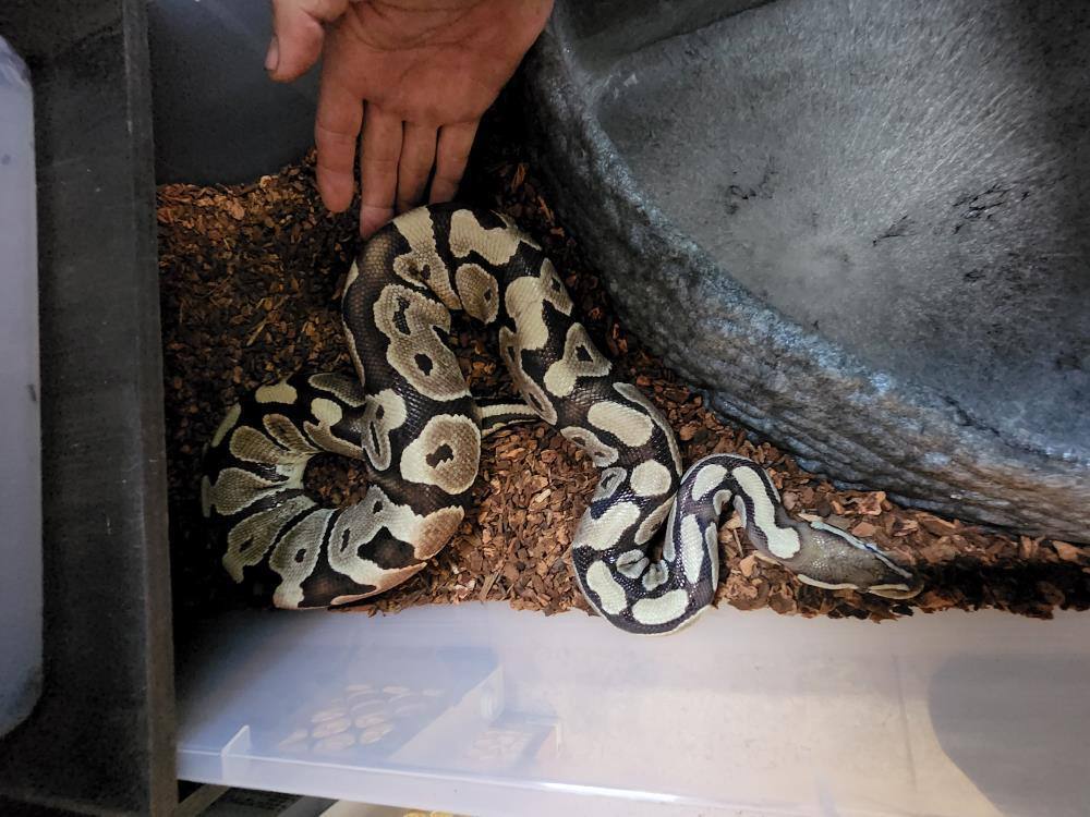 Enlarge Sand Dollar Reeses #6343, a Adoptable Ball Python in Vista, CA image 6/12