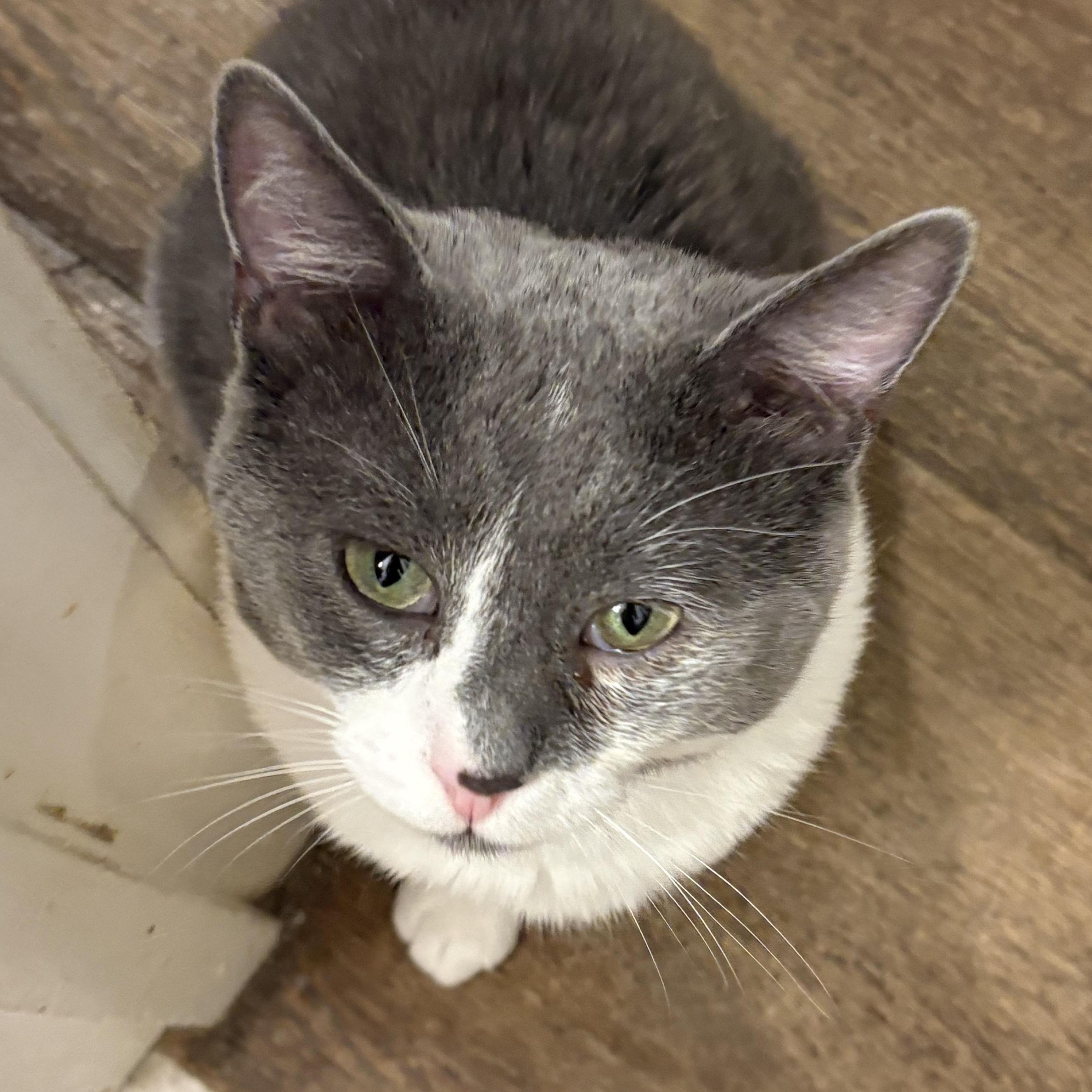 Enlarge RALPHIE, a Adoptable mixed breed in Columbus, OH image 1/3