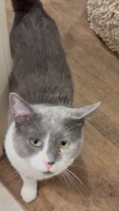 Enlarge RALPHIE, a Adoptable mixed breed in Columbus, OH video 3/3
