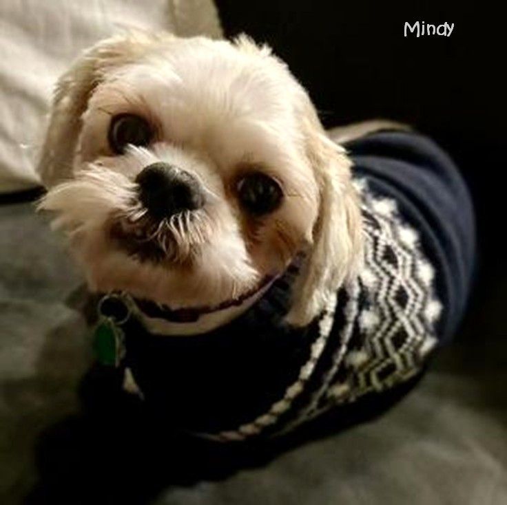 Dog for adoption Mindy, a Shih Tzu Mix in Crompond, NY Petfinder