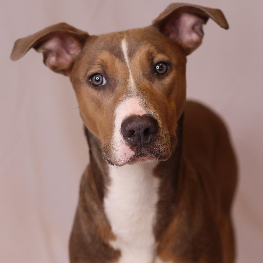 Adarna, Adoptable, Young Female Mixed Breed.