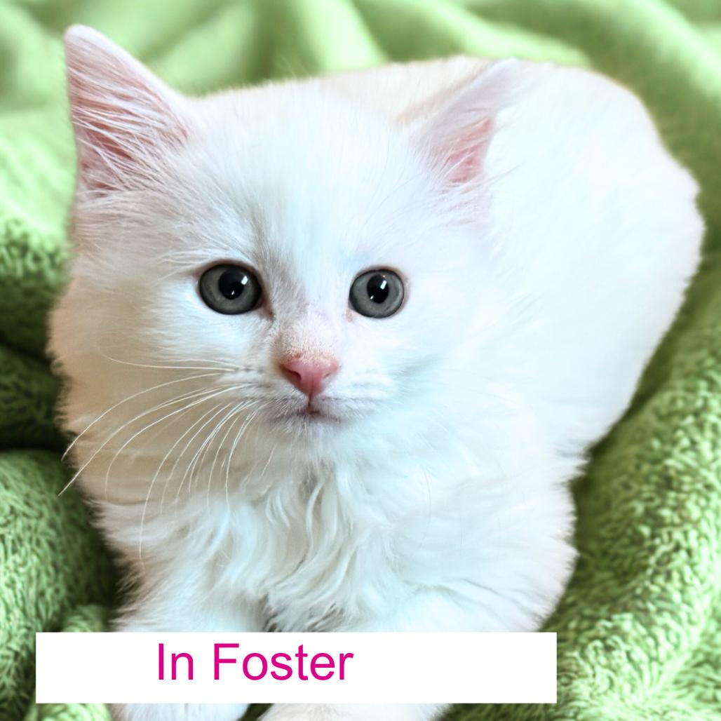 Truffle, Adoptable, Kitten Male Domestic Short Hair.