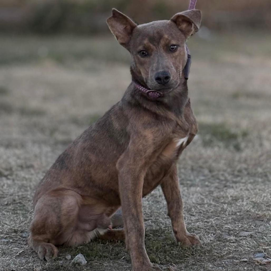Mr. Pickles, Adoptable, Young Male Mixed Breed.