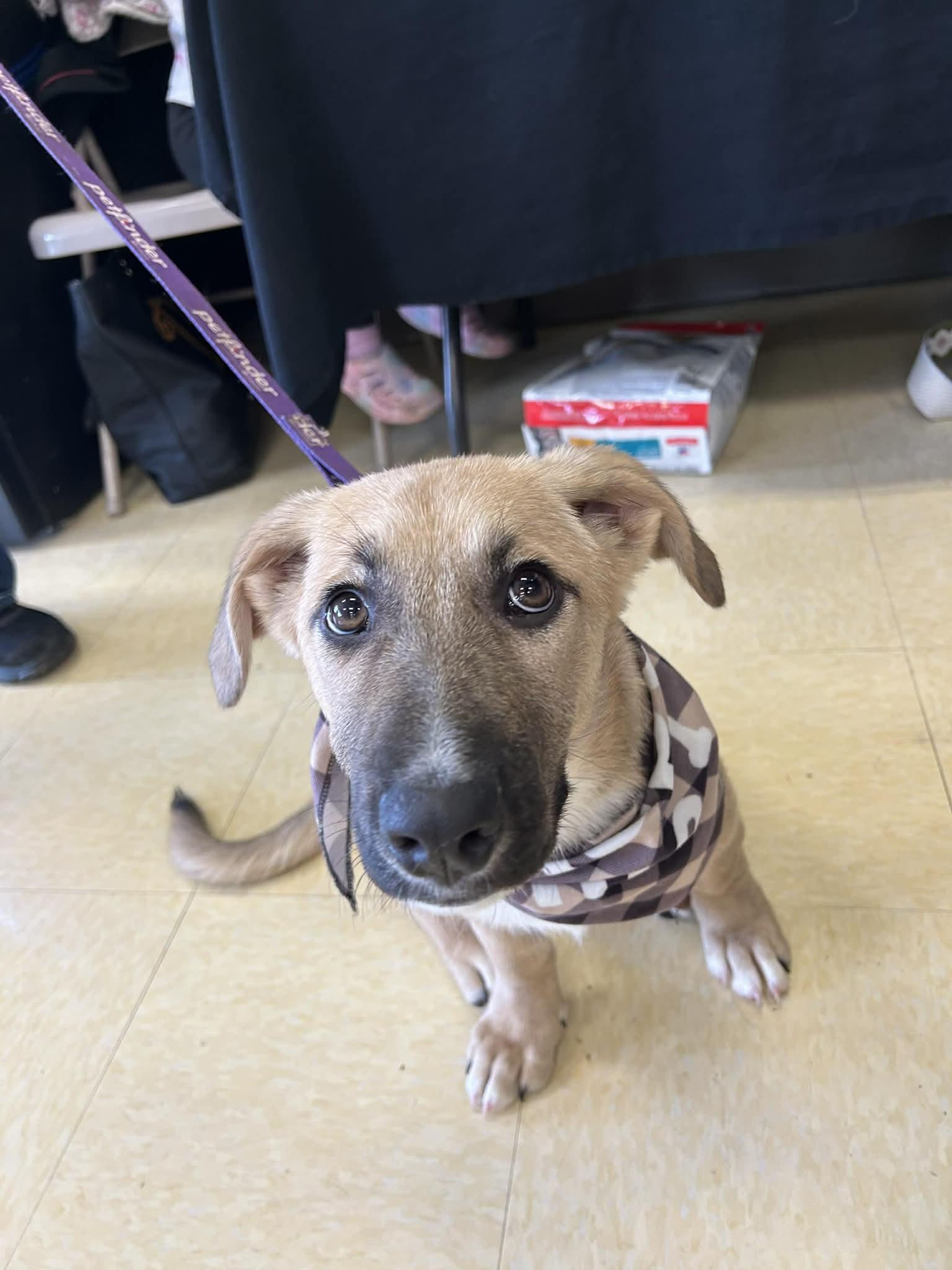 Eloise, ADOPTABLE, Puppy Female Corgi.