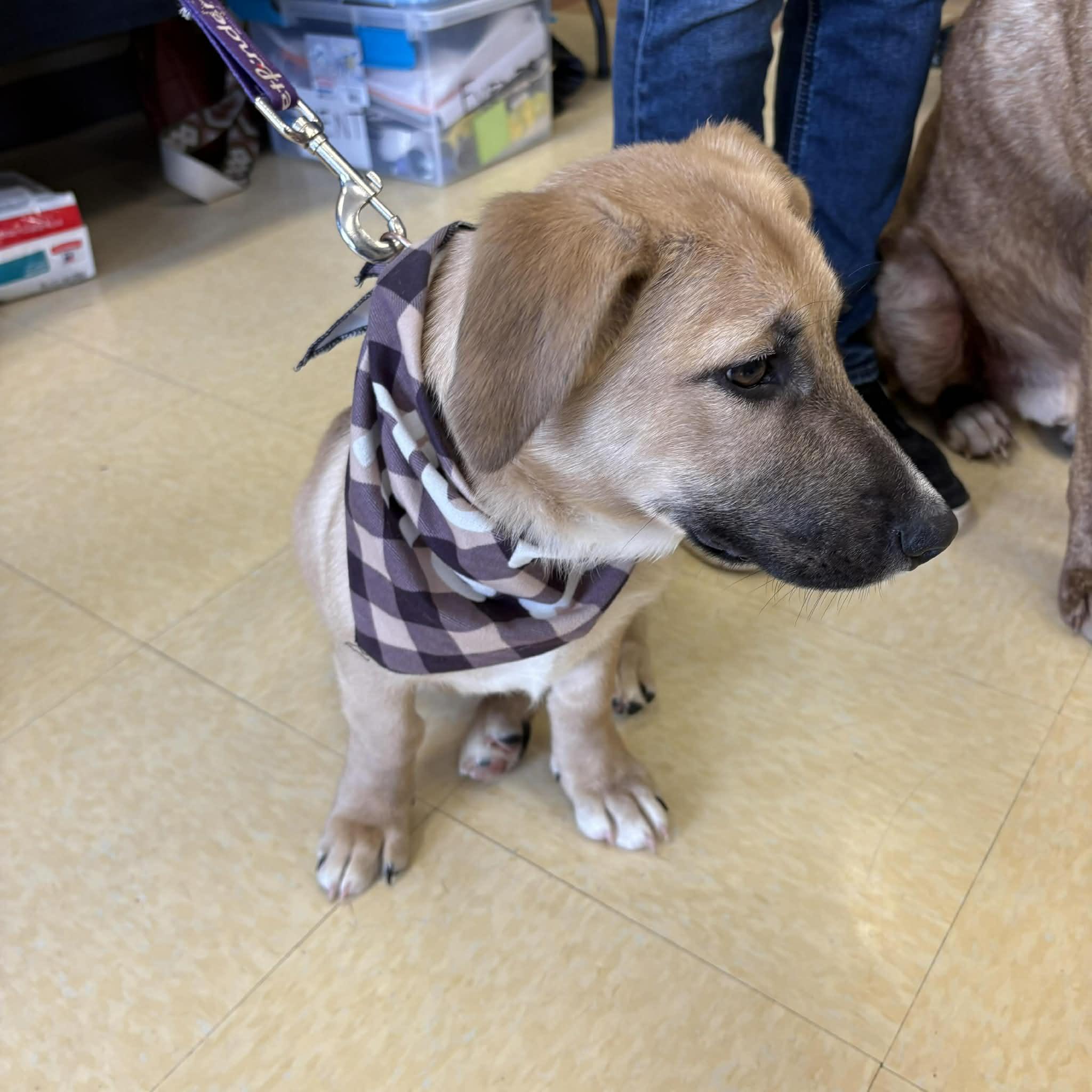 Enlarge Eloise, a ADOPTABLE mixed breed in Marengo, IL image 2/2