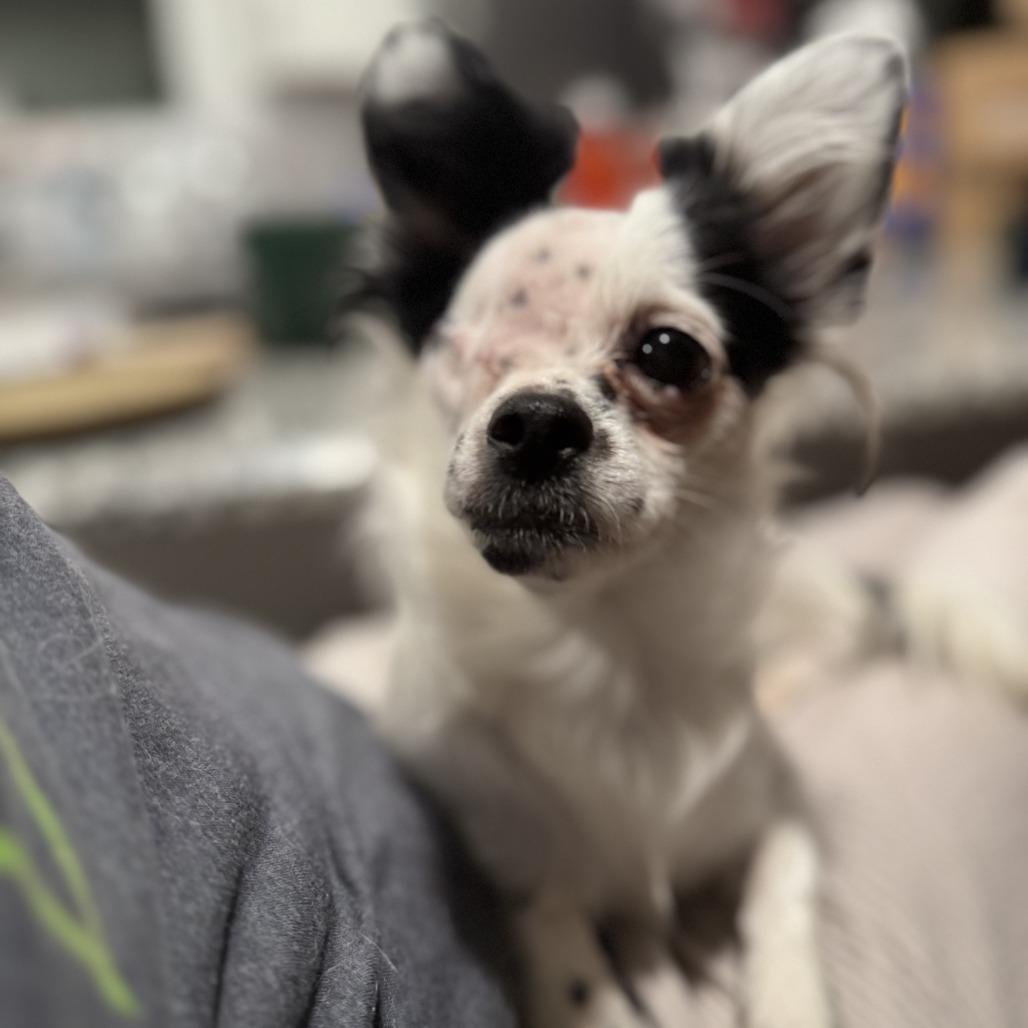 Billie, Adoptable, Adult Female Chihuahua.