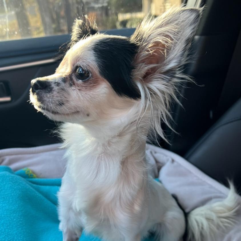 Billie, a Adoptable mixed breed in Durham, NC image 2/4