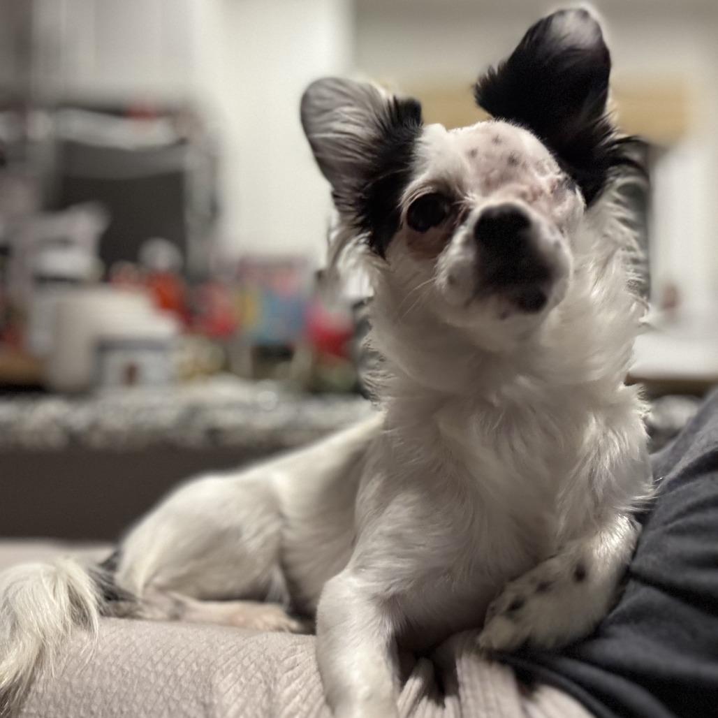 Billie, a Adoptable mixed breed in Durham, NC image 3/4