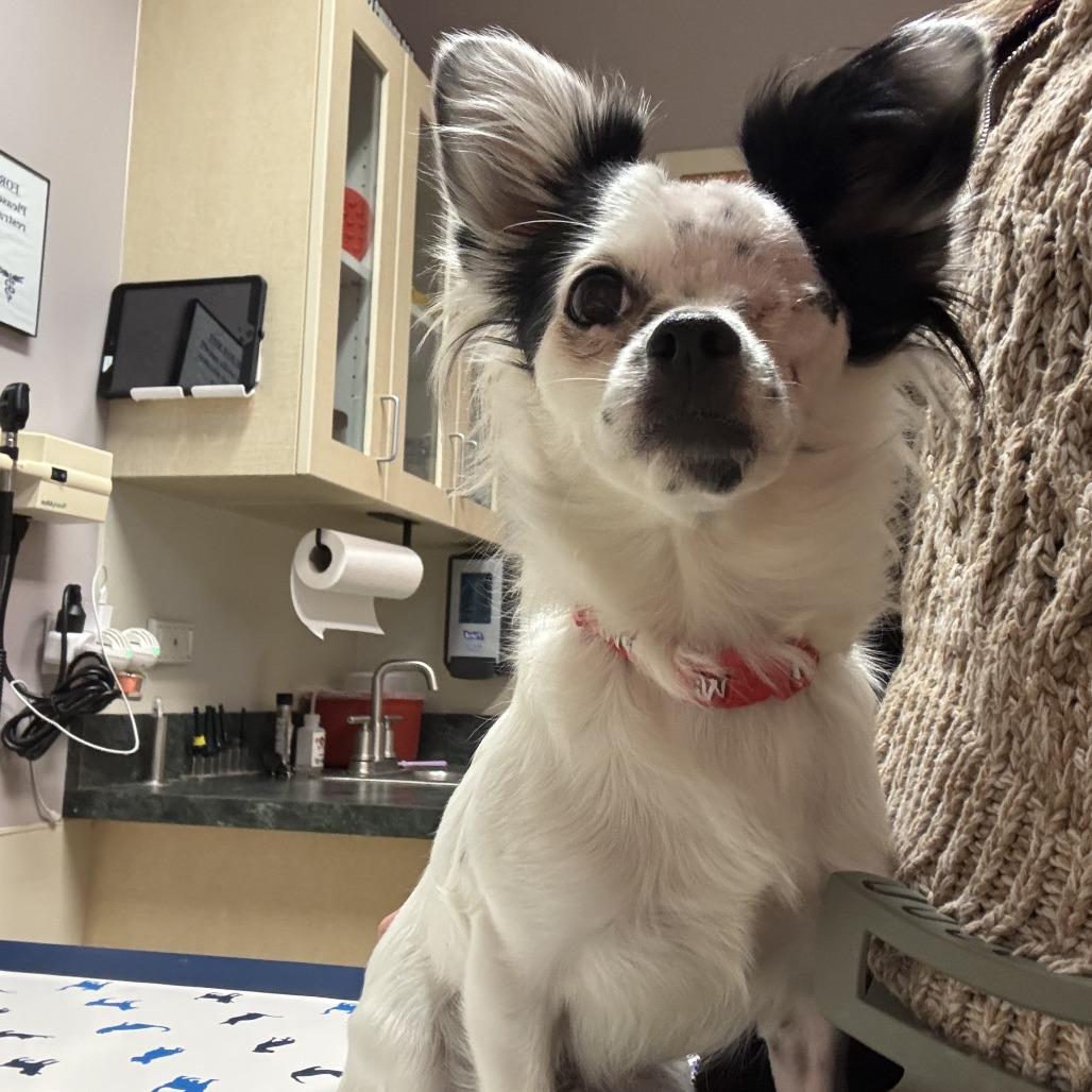 Billie, a Adoptable mixed breed in Durham, NC image 4/4