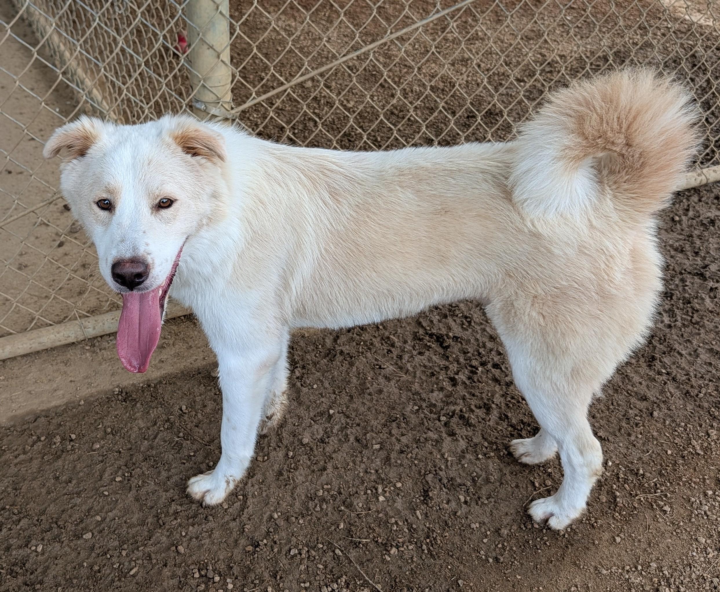 Enlarge Biscuit A217909 VIP, an adoptable mixed breed in Plano, TX image 3/6
