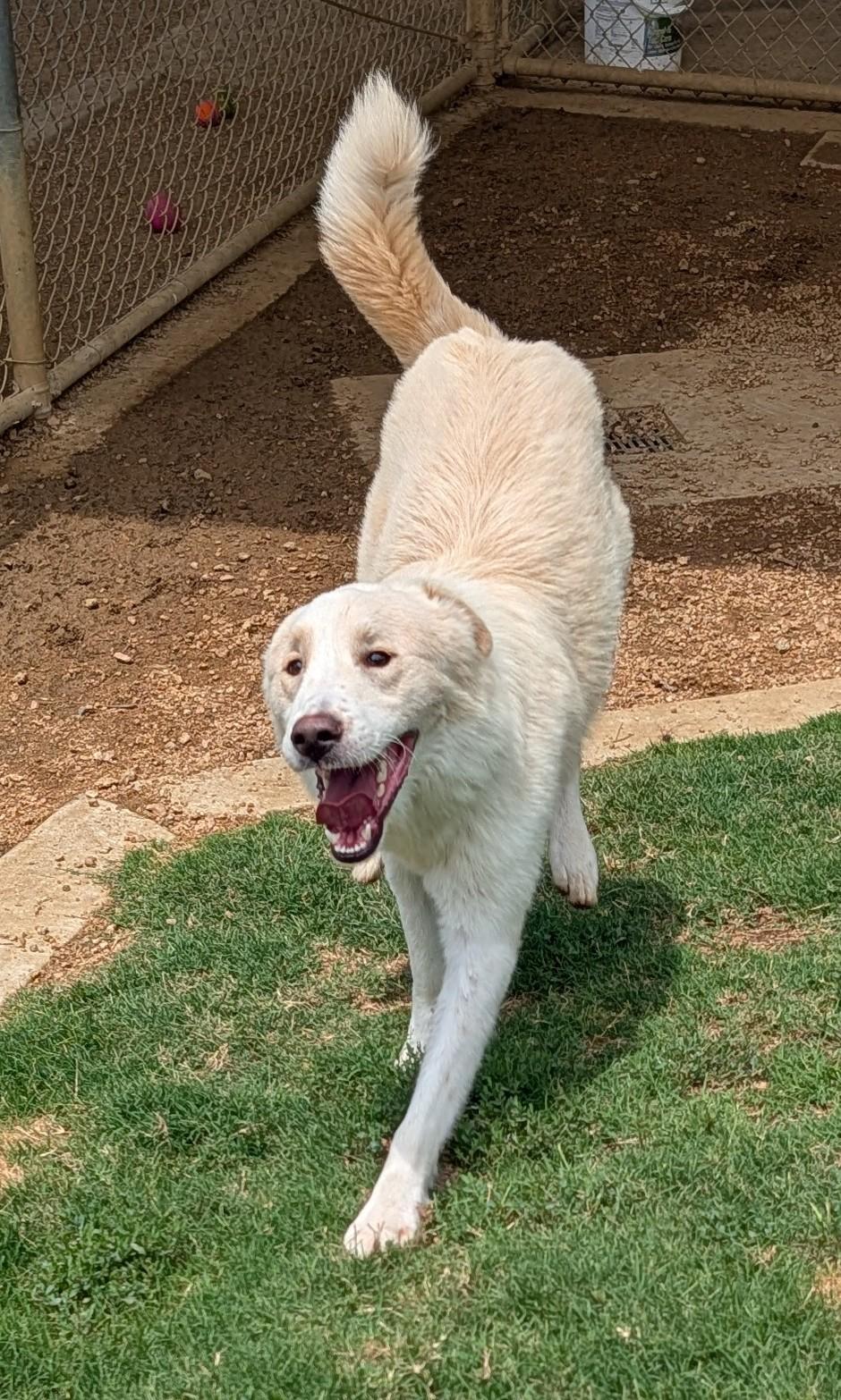 Enlarge Biscuit A217909 VIP, an adoptable mixed breed in Plano, TX image 4/6