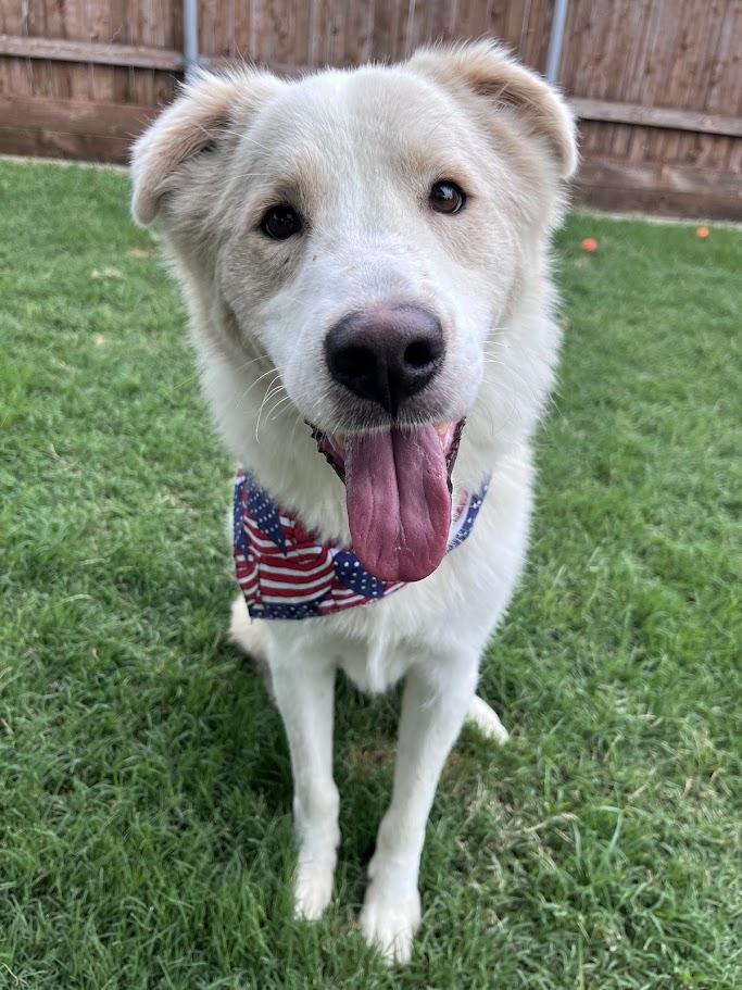 Biscuit A217909 VIP, adoptable, Young Male Siberian Husky & Golden Retriever.