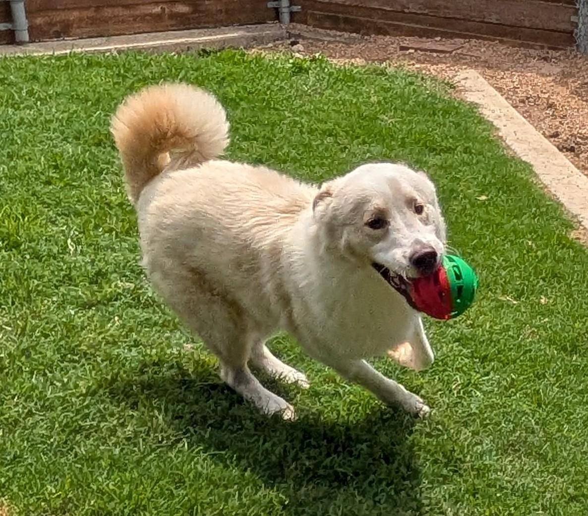 Enlarge Biscuit A217909 VIP, an adoptable mixed breed in Plano, TX image 5/6