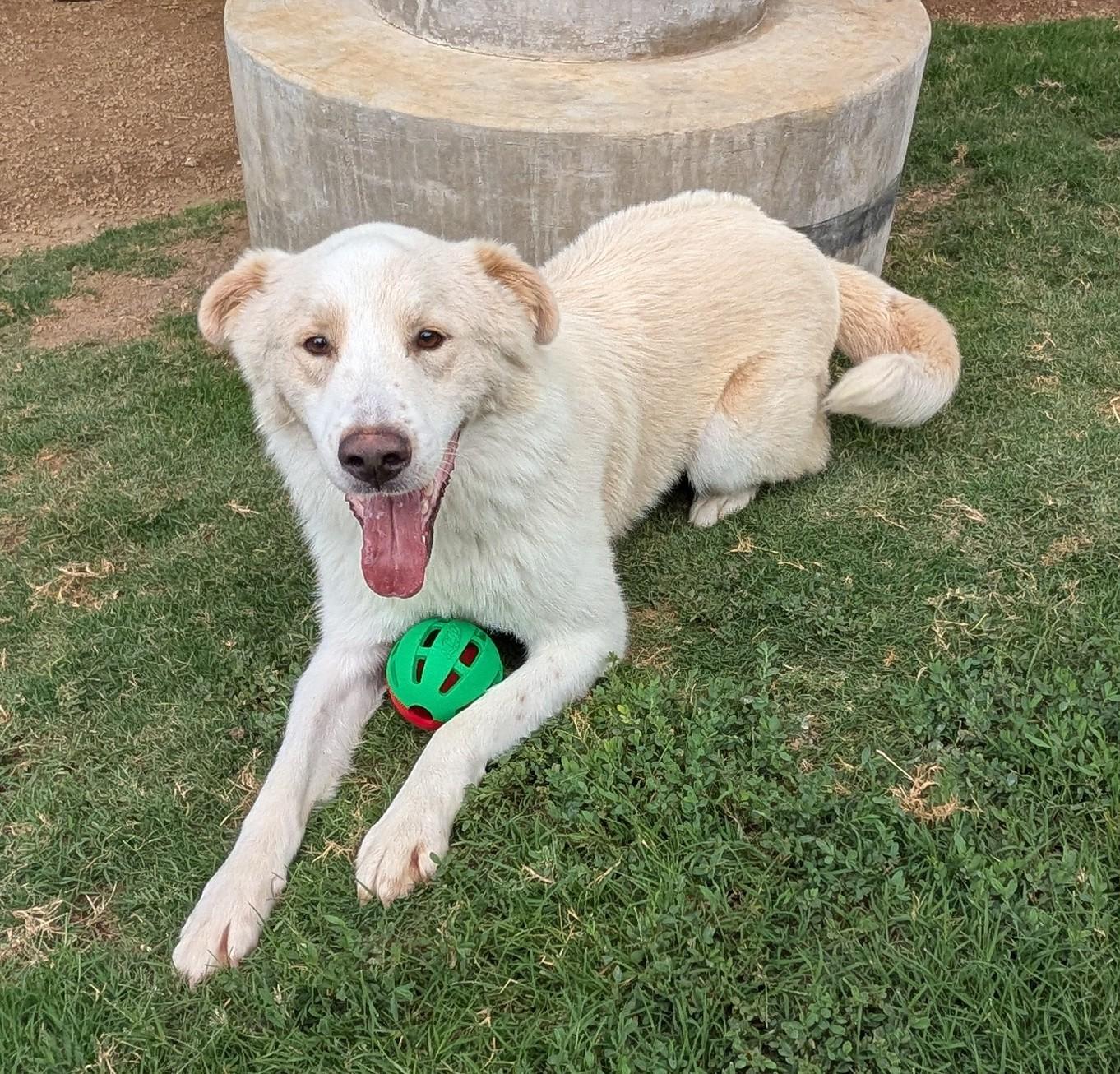 Enlarge Biscuit A217909 VIP, an adoptable mixed breed in Plano, TX image 2/6