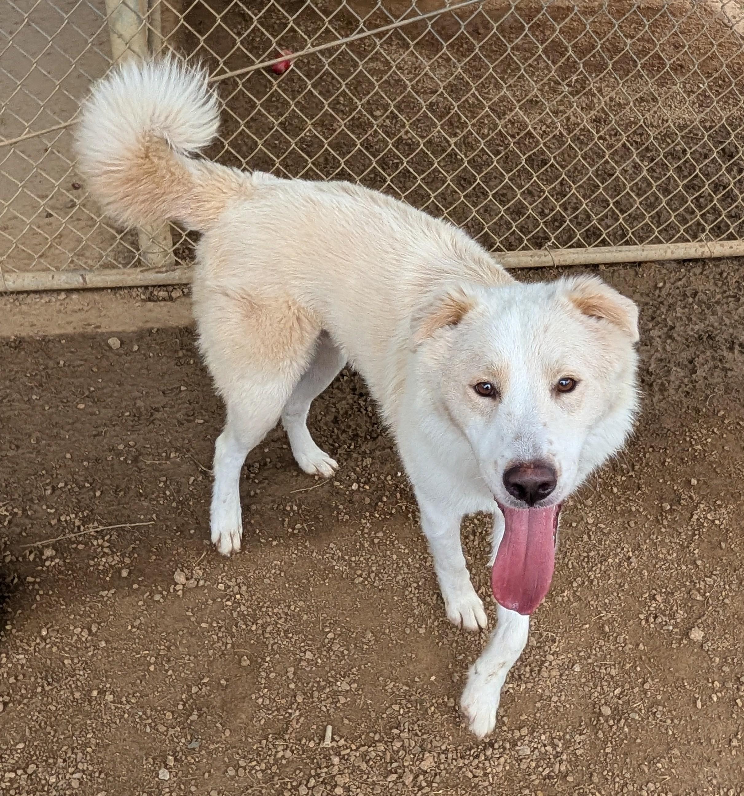 Enlarge Biscuit A217909 VIP, an adoptable mixed breed in Plano, TX image 6/6