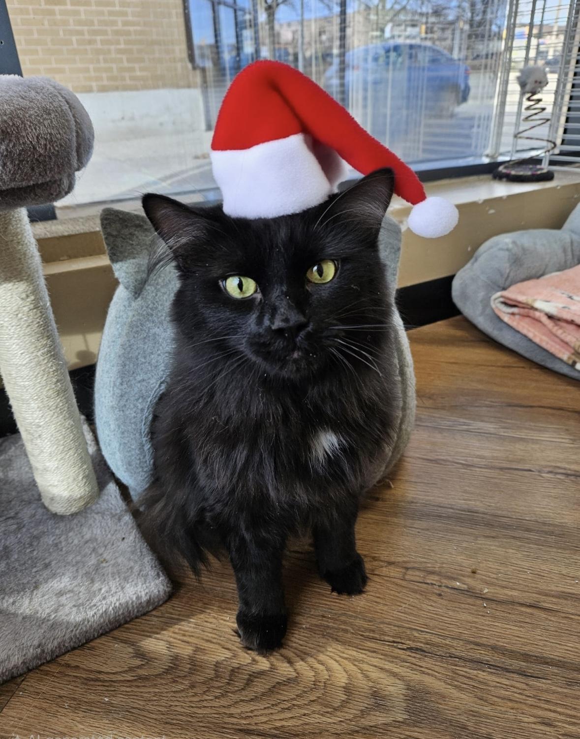 Nebula-Dundas East Animal Hospital , ADOPTABLE, Adult Male Domestic Medium Hair.