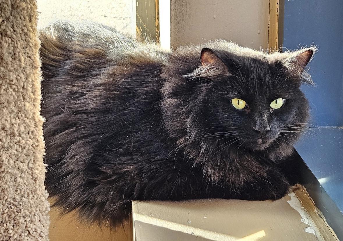 Enlarge Nebula-Dundas East Animal Hospital , a ADOPTABLE Domestic Medium Hair in Mississauga, ON image 2/6