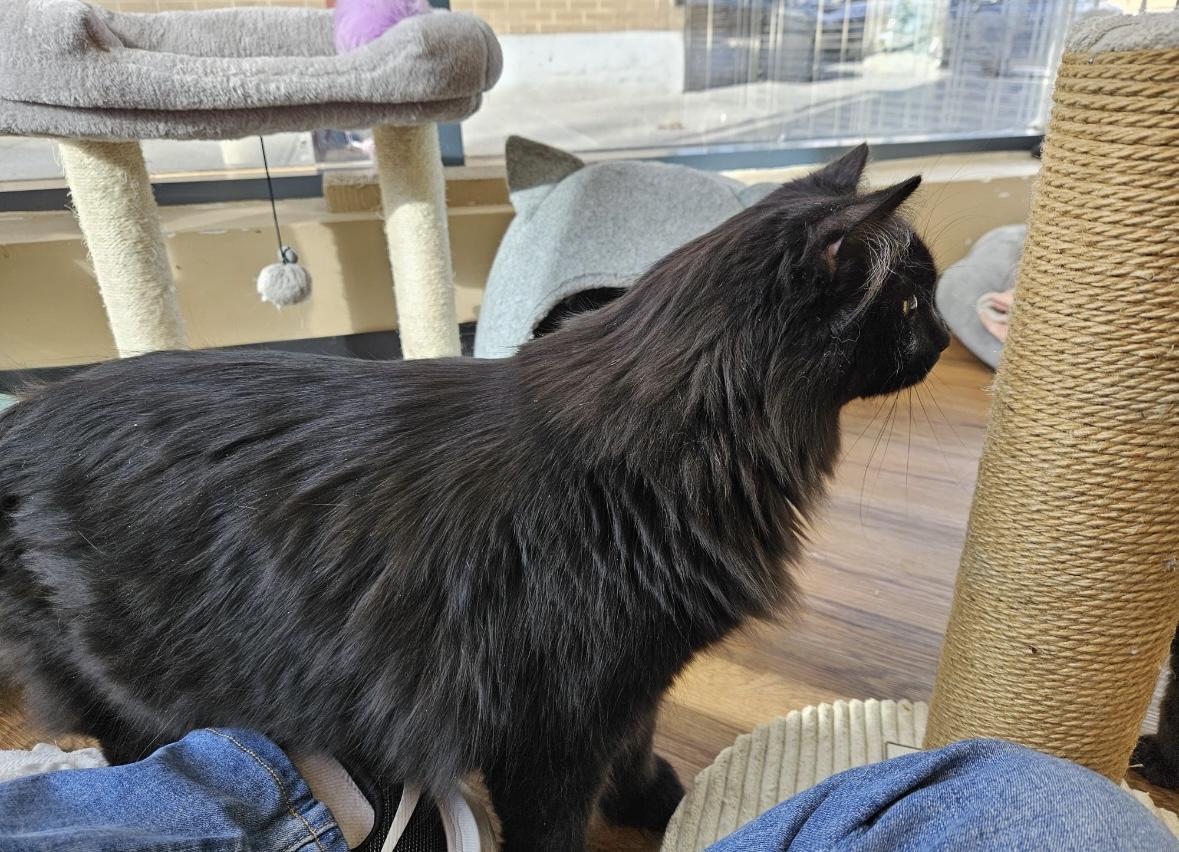 Enlarge Nebula-Dundas East Animal Hospital , a ADOPTABLE Domestic Medium Hair in Mississauga, ON image 3/6