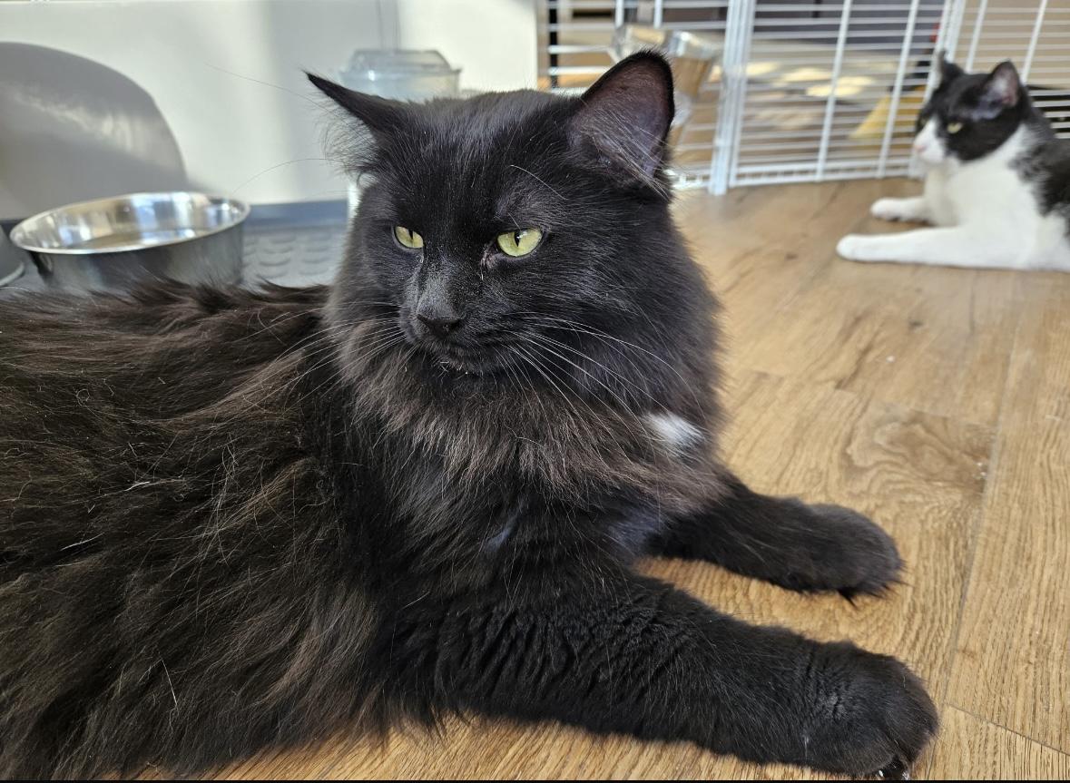 Enlarge Nebula-Dundas East Animal Hospital , a ADOPTABLE Domestic Medium Hair in Mississauga, ON image 5/6