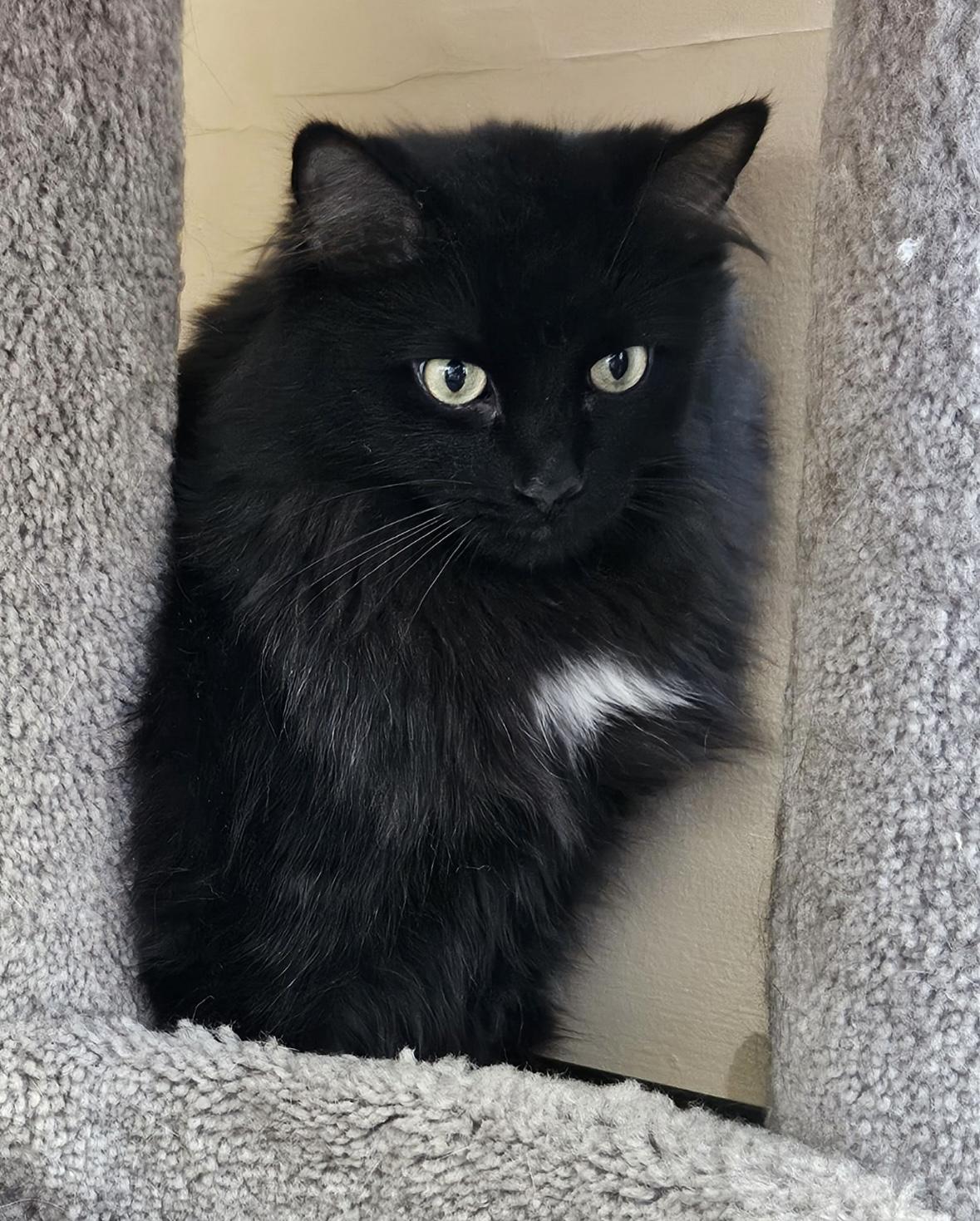 Enlarge Nebula-Dundas East Animal Hospital , a ADOPTABLE Domestic Medium Hair in Mississauga, ON image 6/6