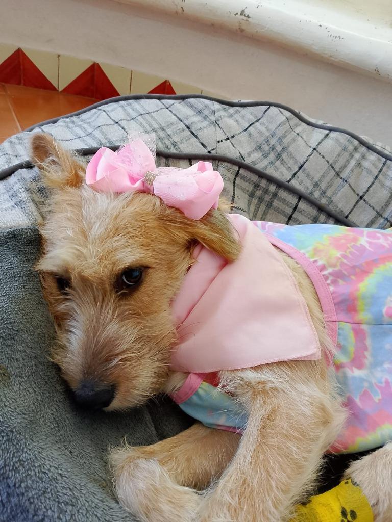 Nessa, Adoptable, Adult Female Terrier.