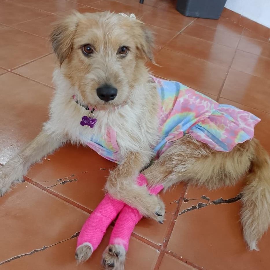 Enlarge Nessa, a Adoptable Terrier in Corral del Risco, NAY image 1/6