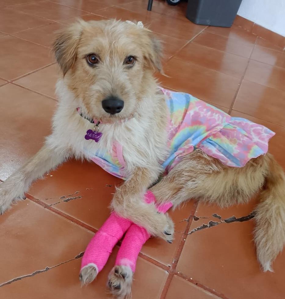 Enlarge Nessa, a Adoptable Terrier in Corral del Risco, NAY image 2/6