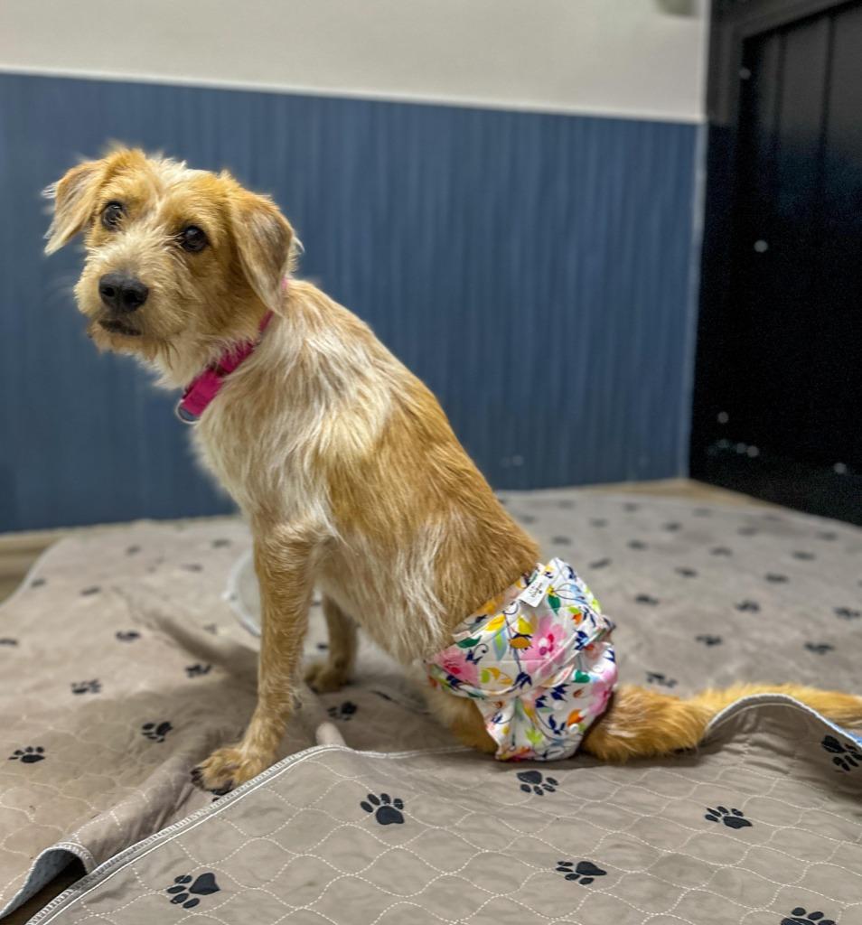 Enlarge Nessa, a Adoptable Terrier in Corral del Risco, NAY image 4/6