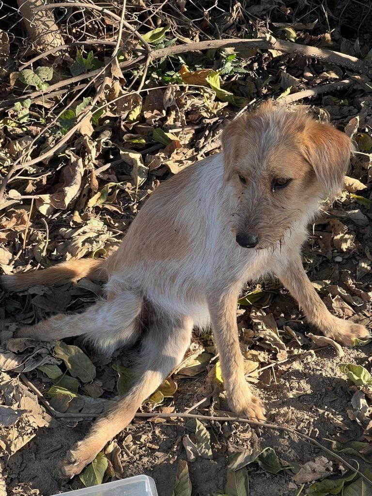 Enlarge Nessa, a Adoptable Terrier in Corral del Risco, NAY image 5/6