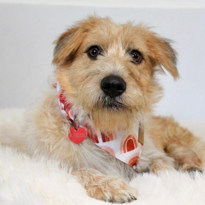 Enlarge Nessa, a Adoptable Terrier in Corral del Risco, NAY image 2/6