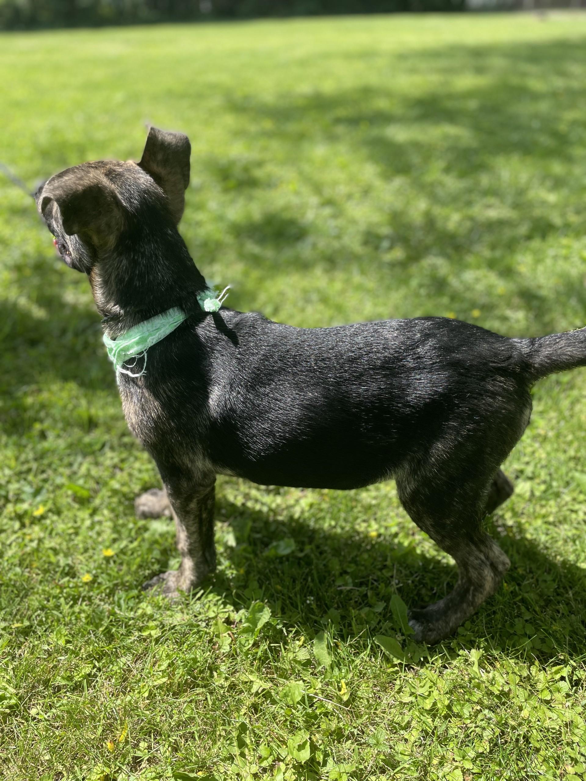 Marcus, an adopted mixed breed in Upper Sandusky, OH image 3/3