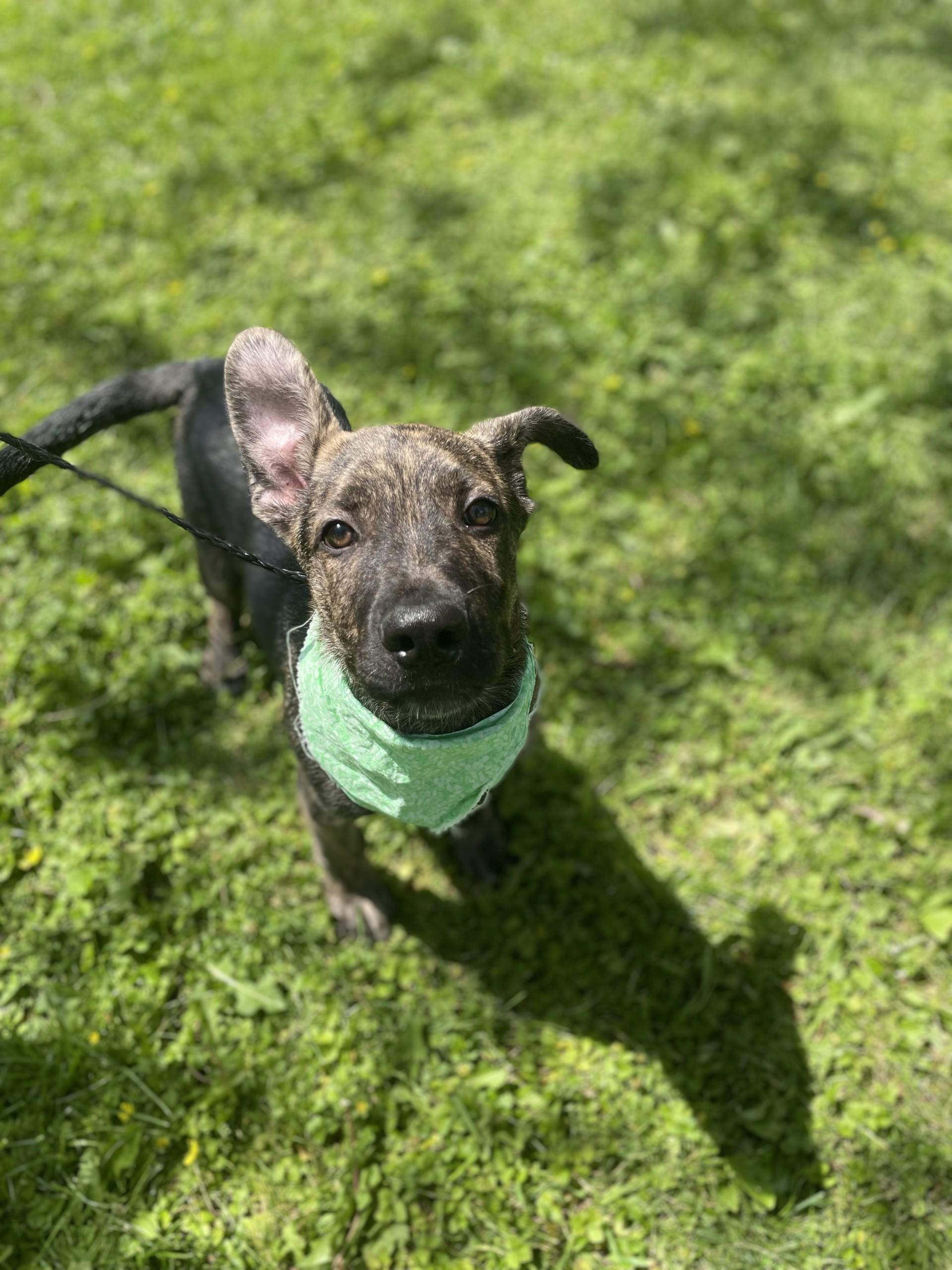 Marcus, an adopted mixed breed in Upper Sandusky, OH image 2/3