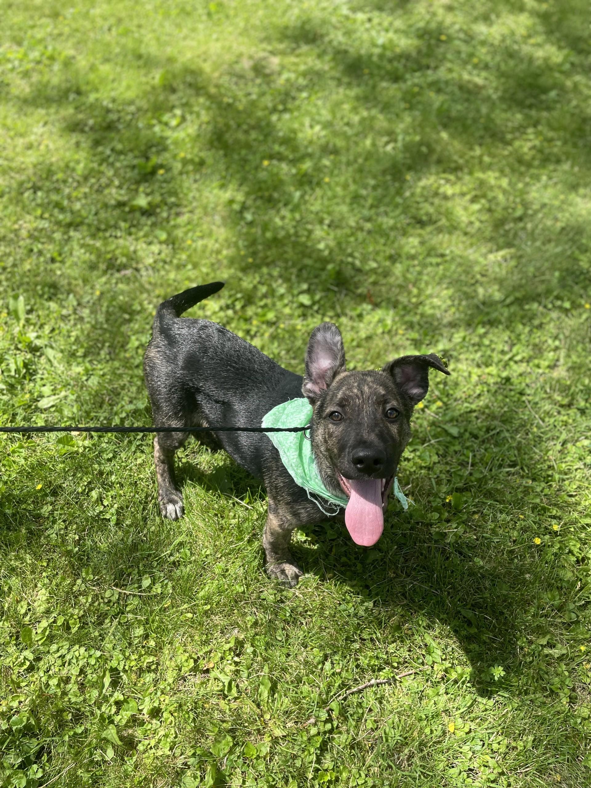 Marcus, an adopted mixed breed in Upper Sandusky, OH image 1/3