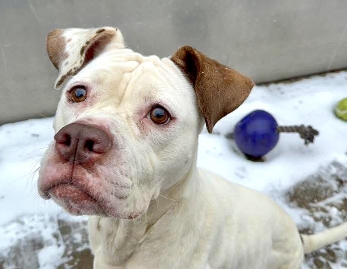 Darlinette, ADOPTABLE, Adult Female Pit Bull Terrier.