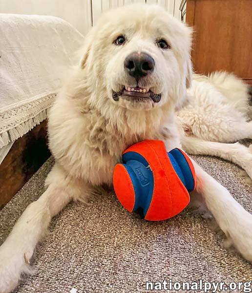 Enlarge LaZboy in GA - Goofy & Lovable, a Adopted Great Pyrenees in Gainesville, GA image 3/4