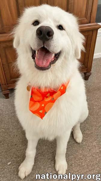 Enlarge LaZboy in GA - Goofy & Lovable, a Adopted Great Pyrenees in Gainesville, GA image 2/4