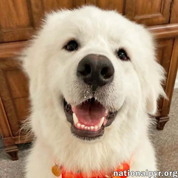 LaZboy in GA - Goofy & Lovable, Adopted, Young Male Great Pyrenees.