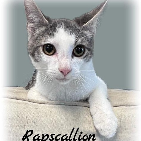 Rapscallion