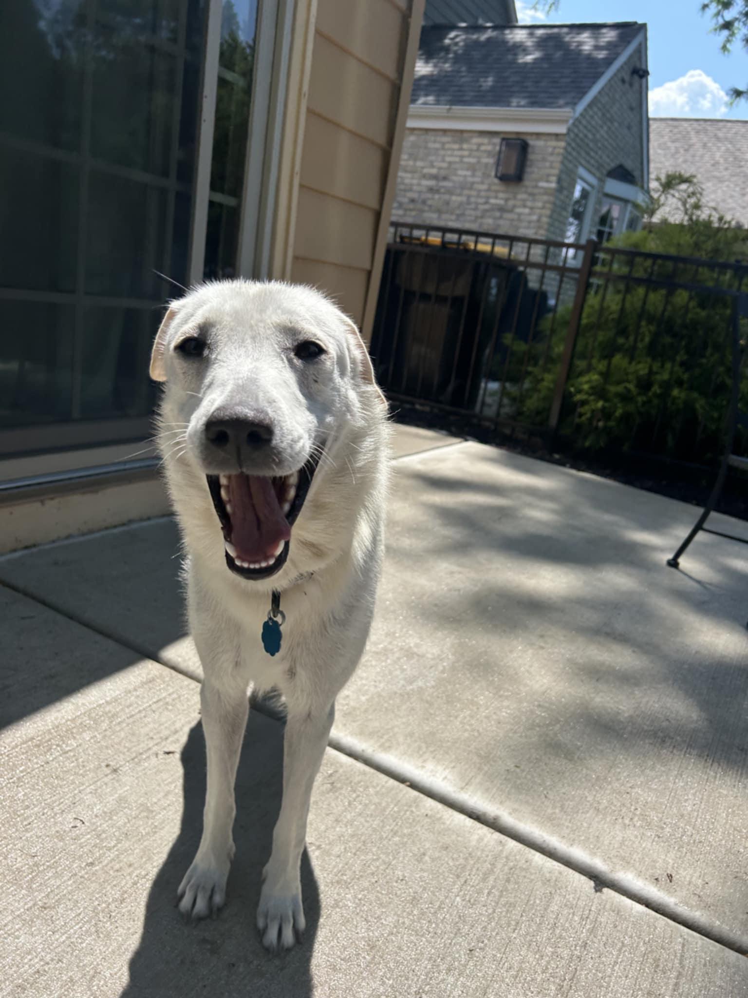 Lulu the Petite Pyrenees!