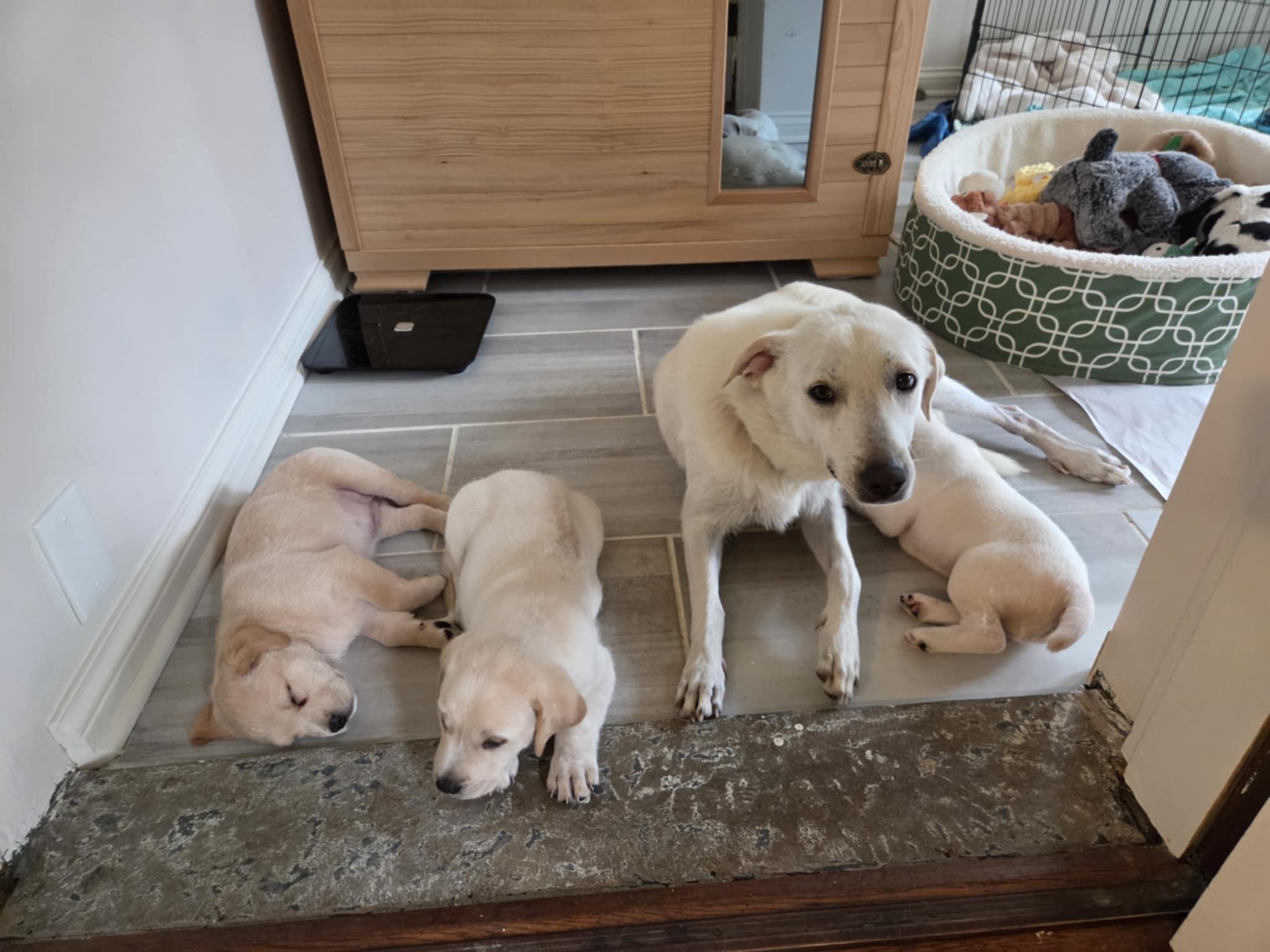 Lulu the Petite Pyrenees!