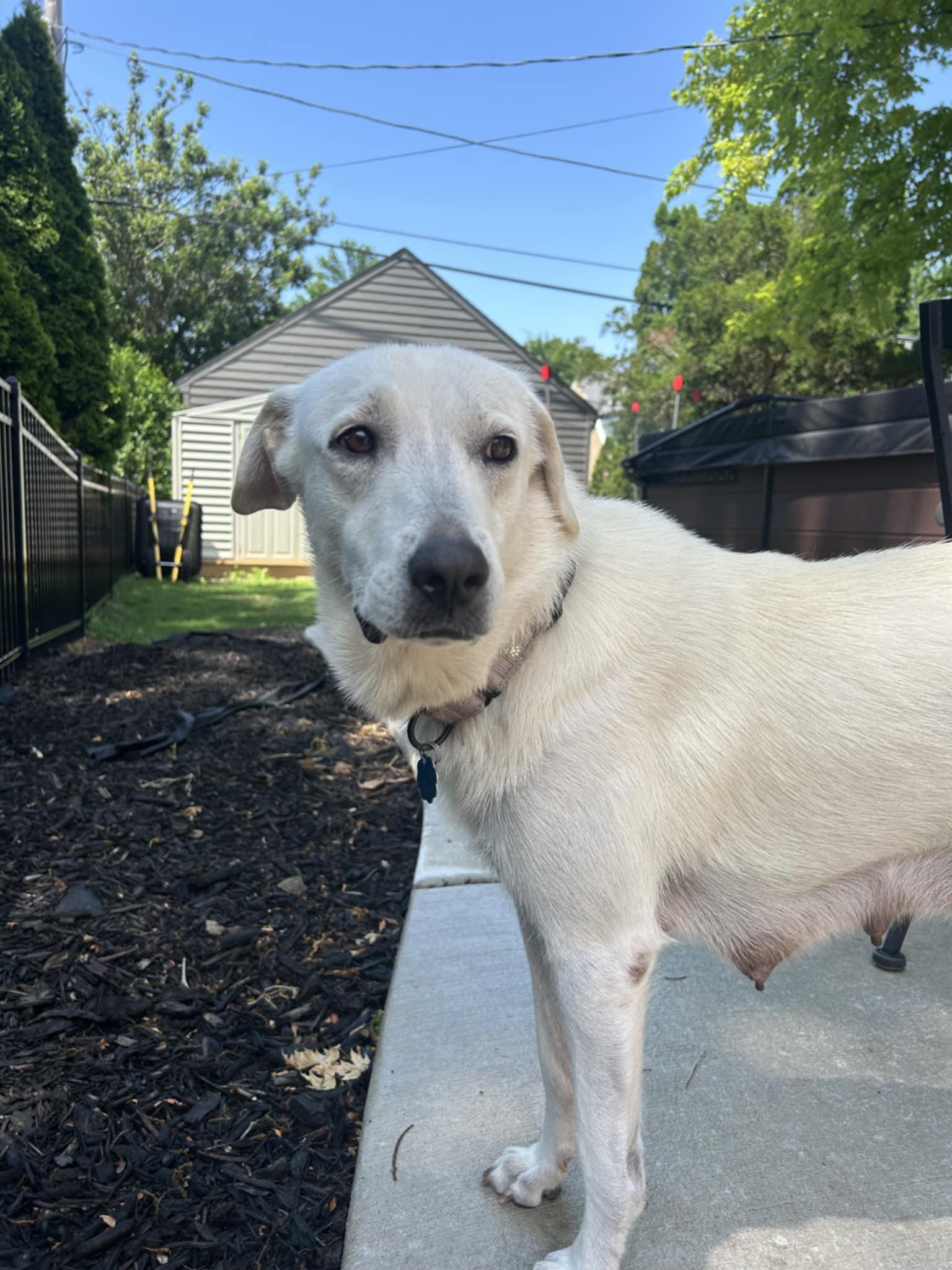 Lulu the Petite Pyrenees!
