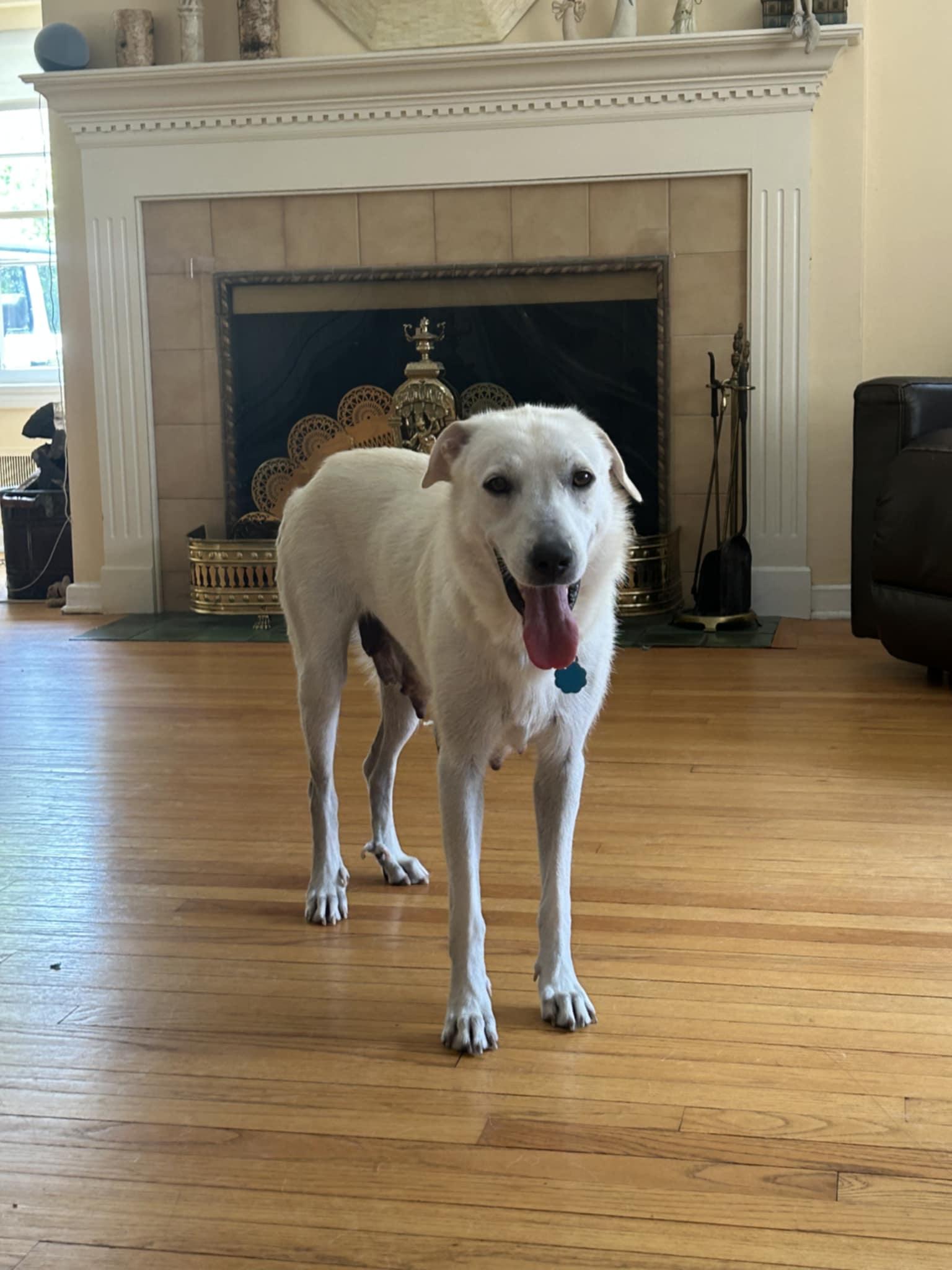Lulu the Petite Pyrenees!