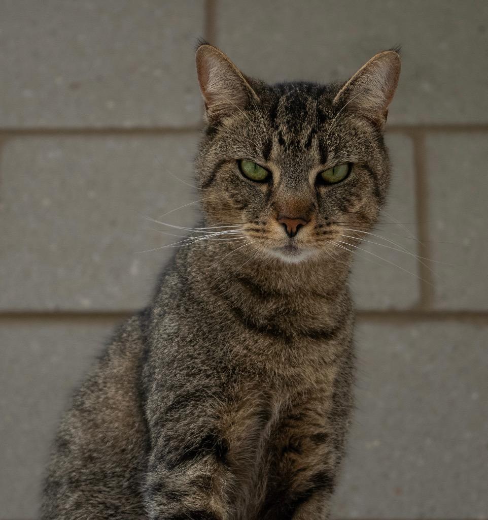 Samson, Adoptable, Adult Male Domestic Short Hair.