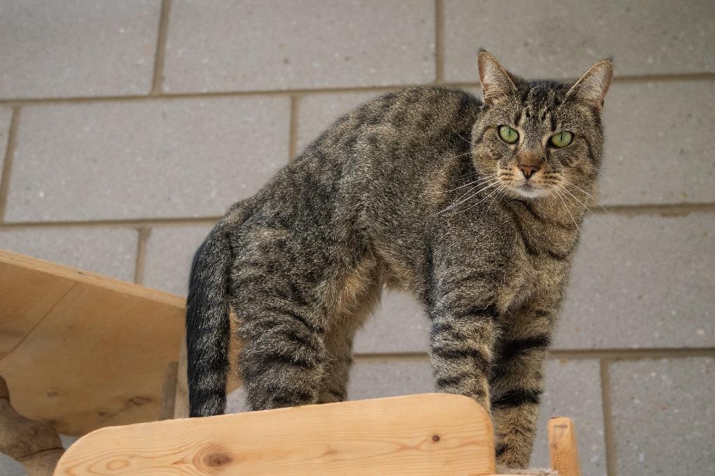 Samson, a Adoptable mixed breed in Greeneville, TN image 3/5