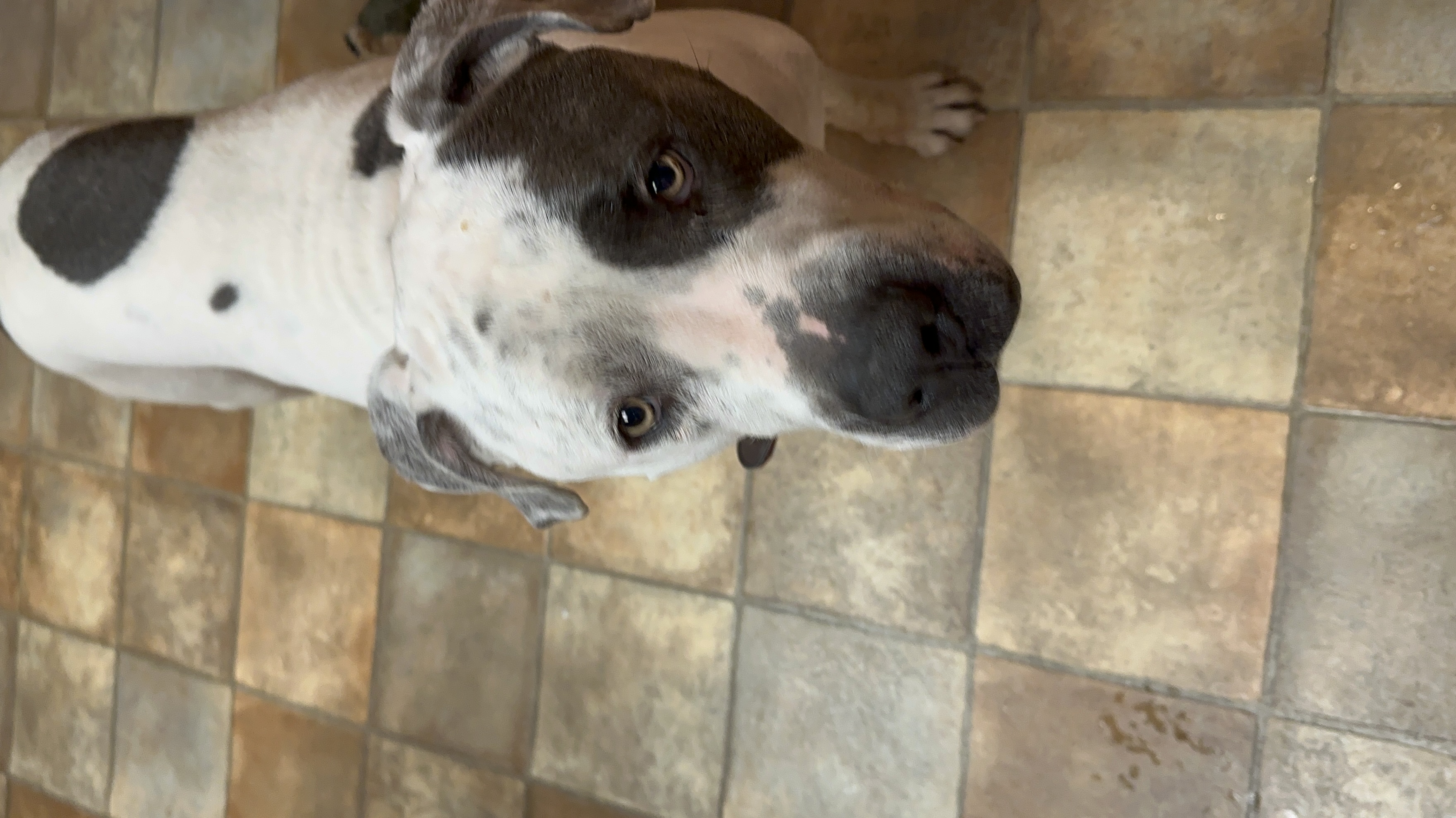 Enlarge Mr. Grant, a Adopted mixed breed in Ione, CA image 1/5