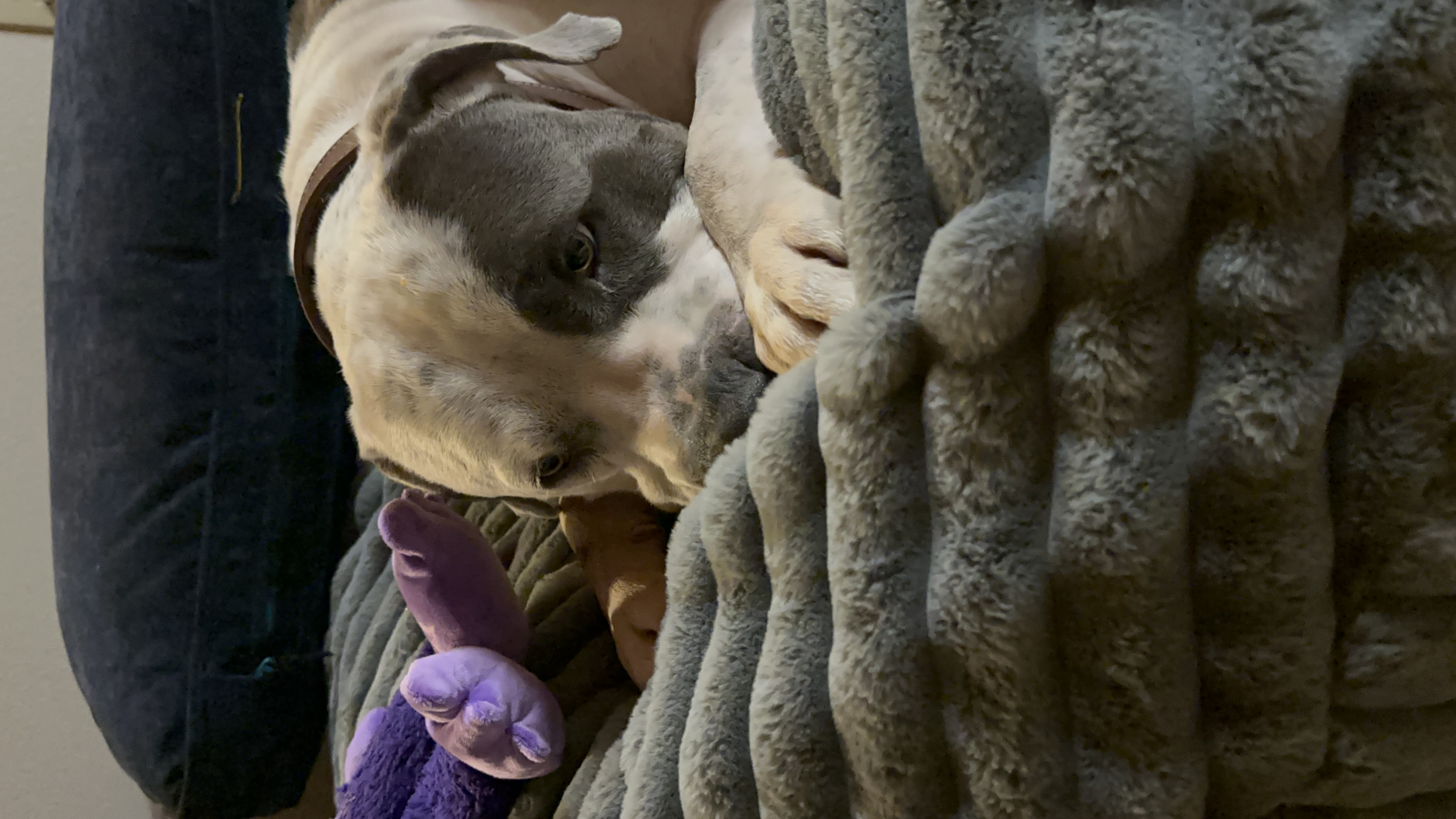 Enlarge Mr. Grant, a Adopted mixed breed in Ione, CA image 2/5