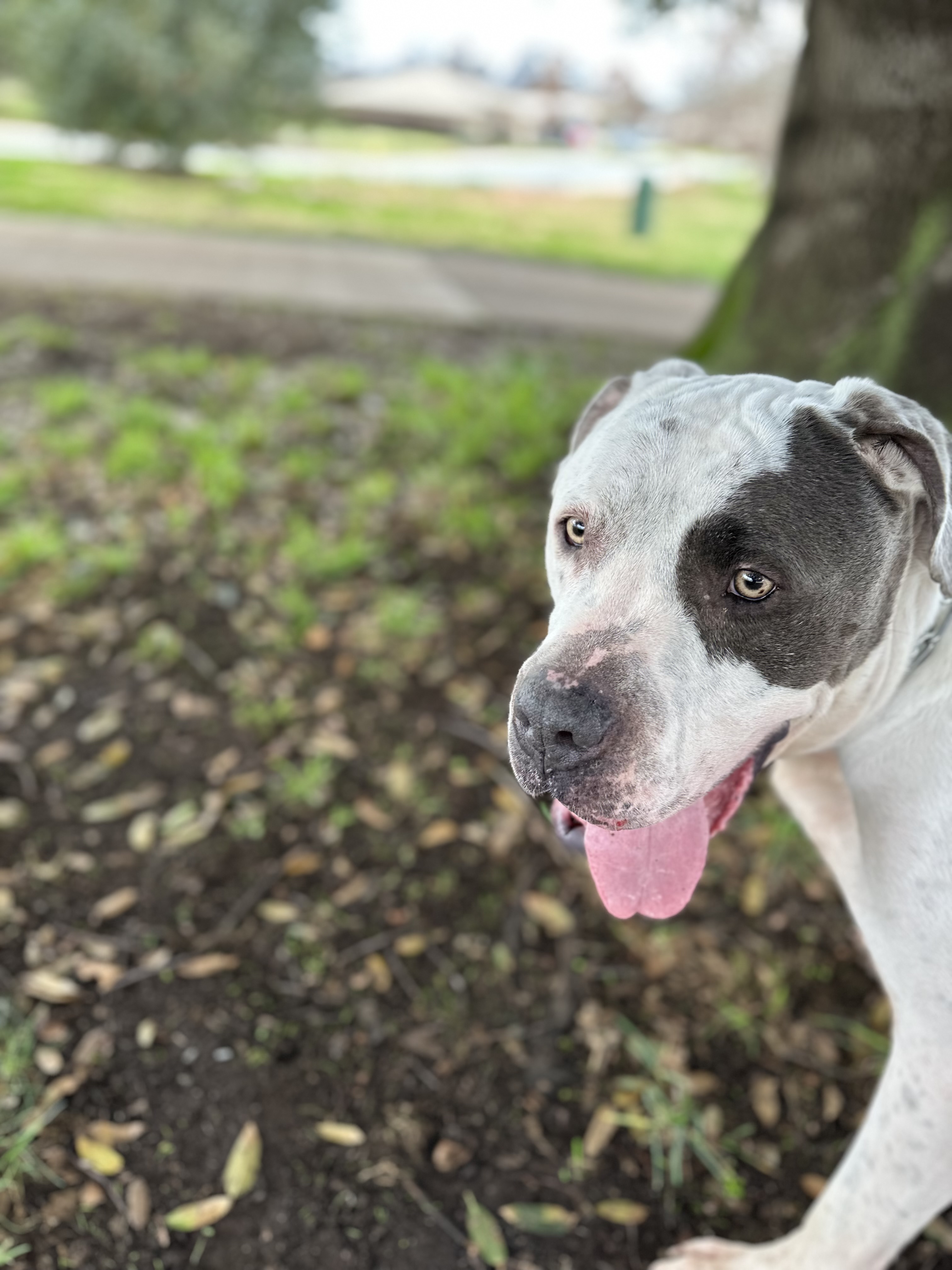 Enlarge Mr. Grant, a Adopted mixed breed in Ione, CA image 3/5