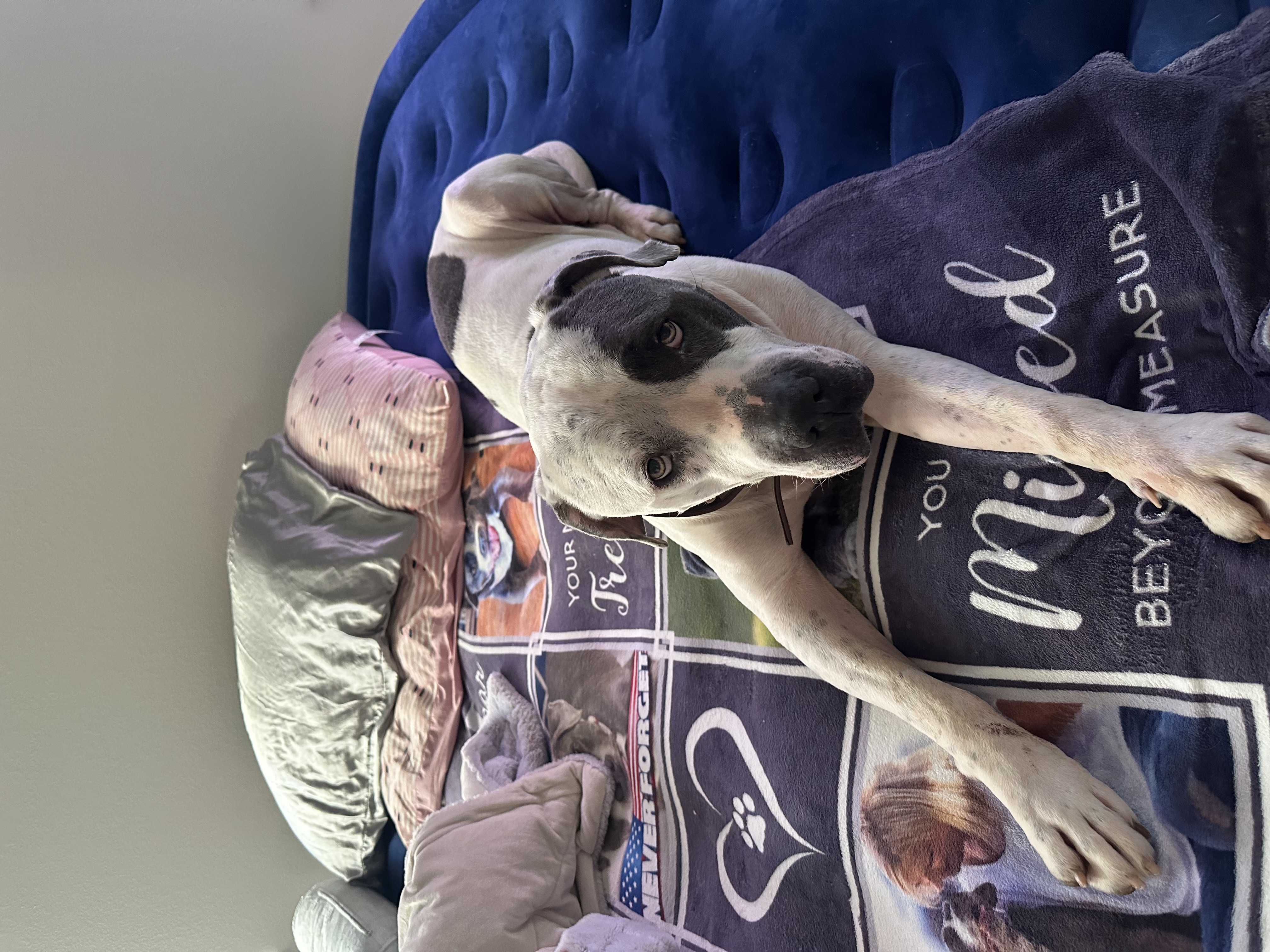 Enlarge Mr. Grant, a Adopted mixed breed in Ione, CA image 4/5